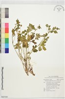 藏品(辣子草、揚子毛茛)的圖片