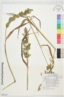 藏品(棒頭草)的圖片