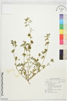 藏品(小苜蓿)的圖片