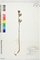 藏品(白花秋葵)的圖片