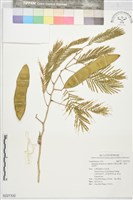 藏品(羽葉金合歡、臭菜、瓦斯菜)的圖片