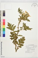 藏品(擬刺茄、蒜介茄)的圖片