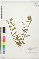 藏品(裂葉月見草)的圖片