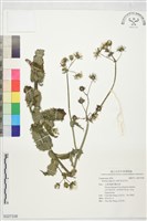 藏品(鬼苦苣菜)的圖片