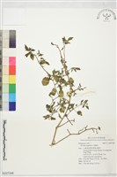 藏品(燈籠草)的圖片