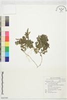 藏品(匍根大戟)的圖片