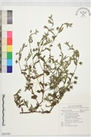 藏品(印度碧果草)的圖片