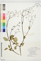 藏品(紅花黃細心)的圖片