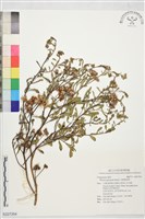 藏品(光梗闊苞菊)的圖片