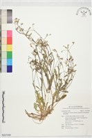 藏品(假小喙菊)的圖片