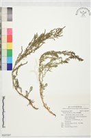 藏品(裸花鹼蓬)的圖片