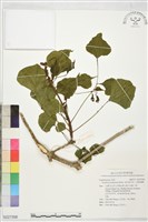 藏品(南非象牙紅、念珠刺桐)的圖片