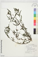 藏品(鱧腸)的圖片