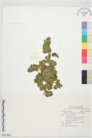 藏品(賽山藍)的圖片