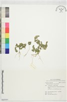 藏品(孩兒草)的圖片