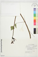 藏品(珊瑚刺桐、龍芽花)的圖片