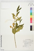 藏品(山柚、擬常山)的圖片