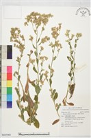 藏品(柔毛艾納香)的圖片