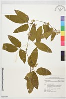 藏品(三葉崖爬藤)的圖片