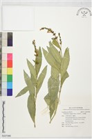 藏品(小駁骨丹、尖尾鳳)的圖片