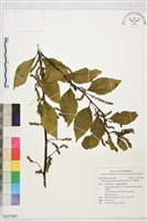 藏品(多子漿果莧)的圖片