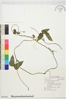 藏品(曲毛豇豆)的圖片