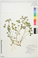 藏品(玫瑰三葉草)的圖片