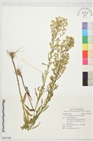 藏品(加拿大蓬)的圖片