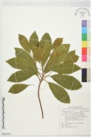 藏品(黑果欖仁)的圖片