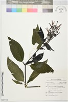 藏品(塞昆達爵床、血根爵床)的圖片