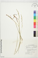 藏品(毛花雀稗、達利雀稗、大利草)的圖片