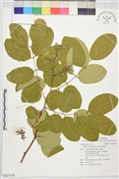 藏品(緬茄)的圖片