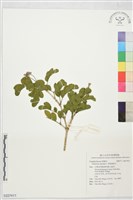 藏品(神聖癒創木)的圖片