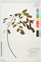 藏品(奧氏黃檀)的圖片