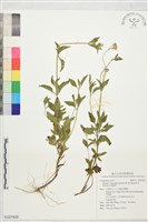 藏品(貓腥草)的圖片