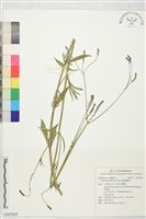 藏品(狹葉馬鞭草)的圖片