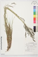 藏品(長畫眉草)的圖片