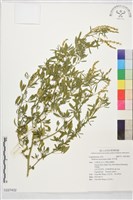 藏品(草木犀)的圖片