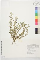 藏品(黃花過長沙舅)的圖片