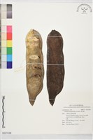 藏品(垂花楹)的圖片