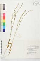 藏品(日本鬼燈檠、紅百金花)的圖片