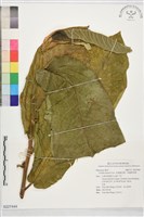 藏品(美國橡皮樹、美國榕乳樹)的圖片