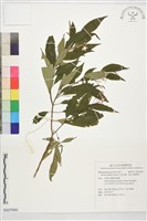 藏品(金石榴、俄氏布勒德木)的圖片