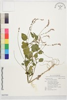 藏品(瘤果莧)的圖片