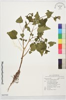 藏品(蕎麥)的圖片