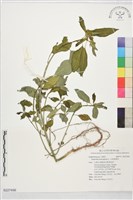 藏品(白苞猩猩草)的圖片