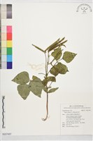 藏品(綠豆)的圖片