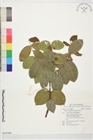 藏品(思帝果)的圖片