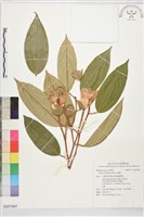 藏品(榴槤)的圖片