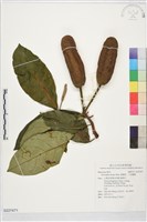 藏品(榴槤蜜、小波羅蜜 )的圖片